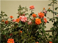 1ae1d105-Picture 2691.jpg